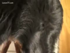 On live webcam, a playful dog copulates a savage, sexy cougar.